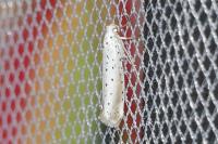 Yponomeuta rorrella