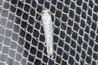 Yponomeuta rorrella