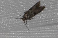 Blastobasis glandulella