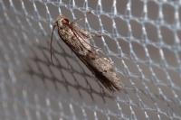 Blastobasis glandulella