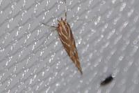 Pyroderces argyrogrammos