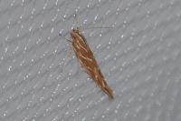 Pyroderces argyrogrammos