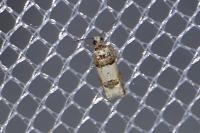 Epinotia thapsiana