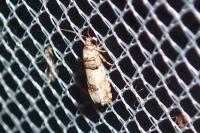 Epinotia thapsiana