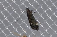 Dichomeris alacella
