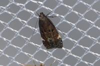 Dichomeris alacella