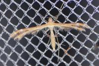 Oxyptilus