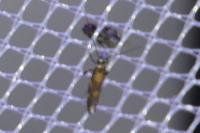 Euspilapteryx auroguttella