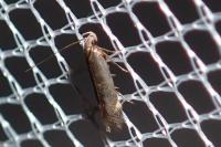 Aproaerema albipalpella