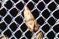 Phalonidia contractana