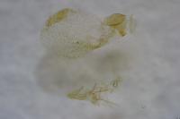 Eupoecilia angustana