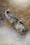 Eupoecilia angustana