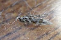Aristotelia ericinella