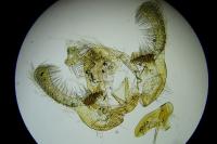 Endothenia marginana