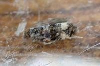Endothenia marginana