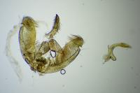 Amblyptilia acanthadactyla