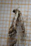 Amblyptilia acanthadactyla