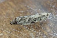 Psoricoptera speciosella