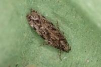 Psoricoptera speciosella