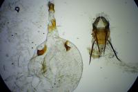 Eucosma
