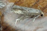 Eucosma