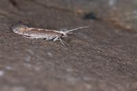 Plutella xylostella
