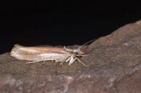 Ypsolopha parenthesella