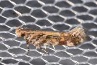 Aristotelia decoratella
