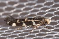 Eteobalea