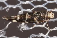 Eteobalea