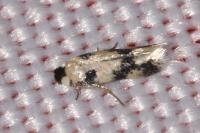 Etainia decentella