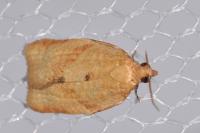 Clepsis consimilana