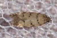 Pseudotelphusa occidentella