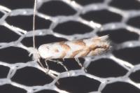 Phyllonorycter comparella