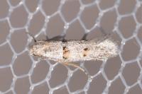 Symmocoides oxybiella