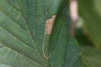 Phyllonorycter nicellii