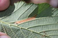 Phyllonorycter nicellii