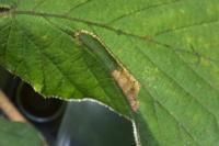 Phyllonorycter nicellii