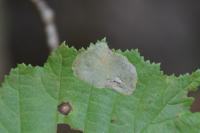 Phyllonorycter coryli