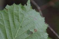 Phyllonorycter coryli