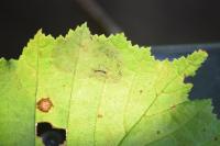 Phyllonorycter coryli