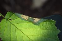 Parornix devoniella