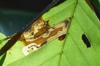 Stigmella hemargyrella