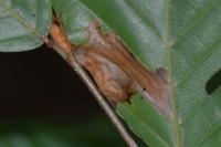 Stigmella hemargyrella
