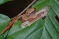 Stigmella hemargyrella