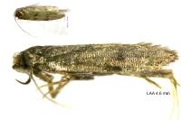 Borkhausenia fuscescens