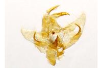 Borkhausenia fuscescens