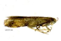 Brachmia blandella