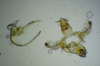 Aproaerema anthyllidella