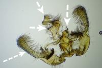 Endothenia marginana